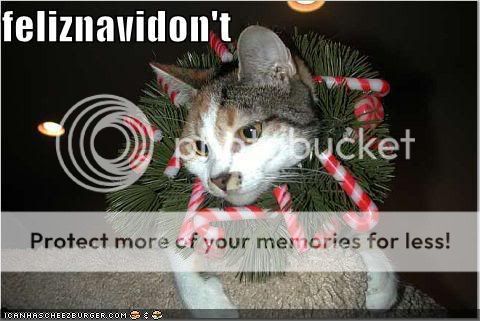 funny-pictures-christmas-cat-wreath.jpg