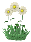 fiori