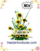 Solo Girasoles